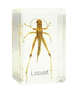 Grasshopper prepared slide Omegon