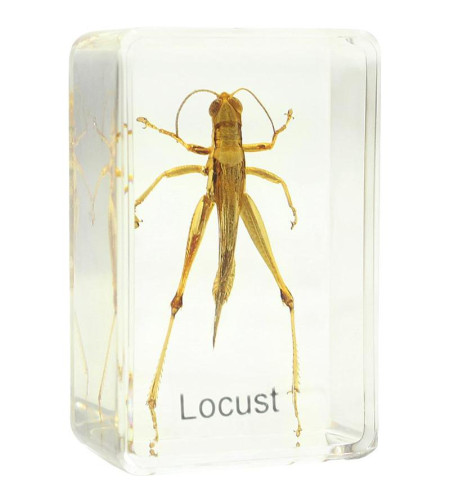 Grasshopper prepared slide Omegon