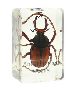 Prepared slide - stag beetle, Omegon