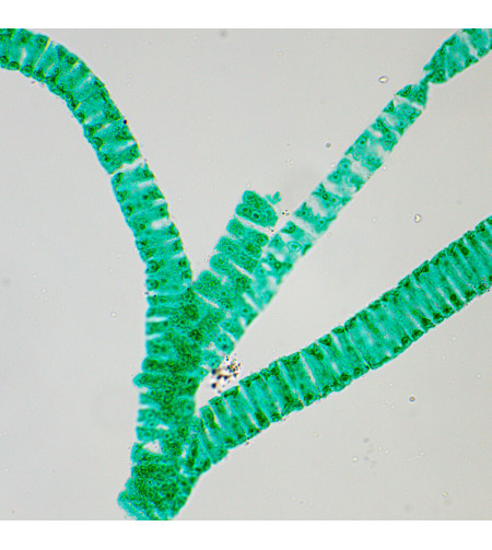 MAGUS Bio 250T Biological Microscope