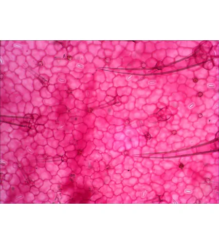 Levenhuk N18 NG Prepasarkans Slides Set ,Bioloģija un Zooloģija