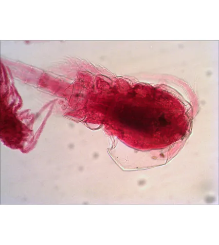 Levenhuk N18 NG Prepasarkans Slides Set ,Bioloģija un Zooloģija