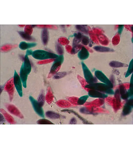 Levenhuk N18 NG Prepasarkans Slides Set ,Bioloģija un Zooloģija