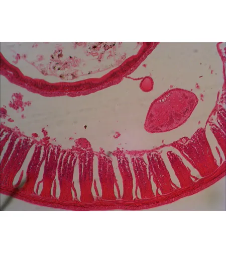 Levenhuk N18 NG Prepasarkans Slides Set ,Bioloģija un Zooloģija