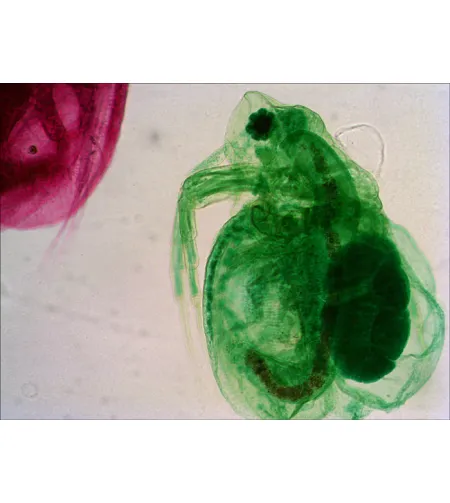 Levenhuk N18 NG Prepasarkans Slides Set ,Bioloģija un Zooloģija