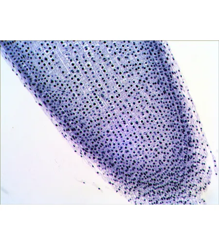 Levenhuk N20 NG Prepasarkans Slides Set, Bioloģija un Psiholoģija