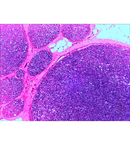 Levenhuk N20 NG Prepasarkans Slides Set, Bioloģija un Psiholoģija