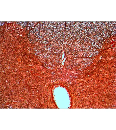 Levenhuk N20 NG Prepasarkans Slides Set, Bioloģija un Psiholoģija