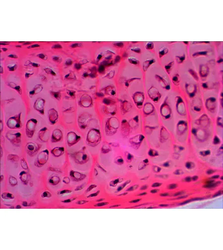Levenhuk N20 NG Prepasarkans Slides Set, Bioloģija un Psiholoģija