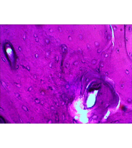 Levenhuk N20 NG Prepasarkans Slides Set, Bioloģija un Psiholoģija