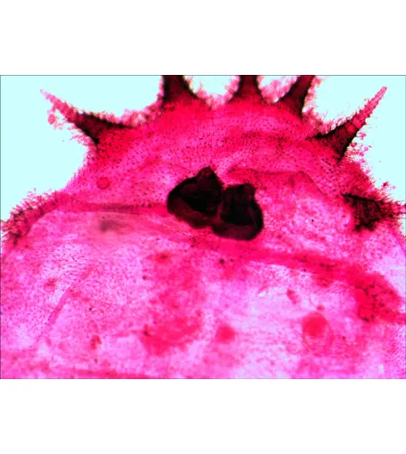 Levenhuk N20 NG Prepasarkans Slides Set, Bioloģija un Psiholoģija