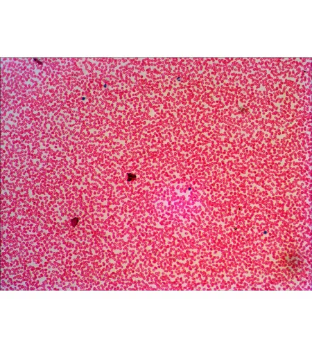 Levenhuk N38 NG Prepared Slides Set