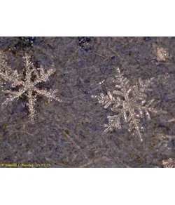 Skaitmeninis mikroskopas Levenhuk DTX 500 LCD