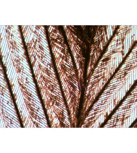 Skaidrių rinkinys Levenhuk N80 NG "See it all"