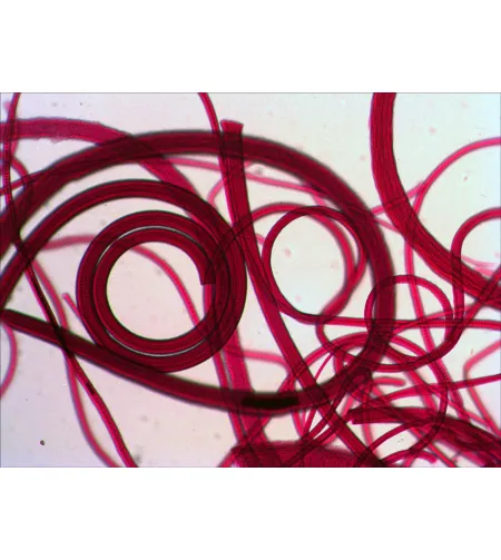 Skaidrių rinkinys Levenhuk N80 NG "See it all"