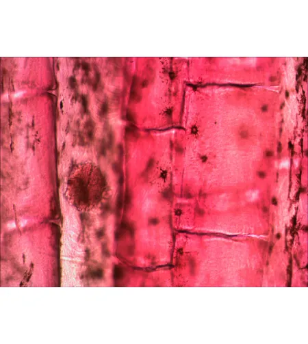 Skaidrių rinkinys Levenhuk N80 NG "See it all"