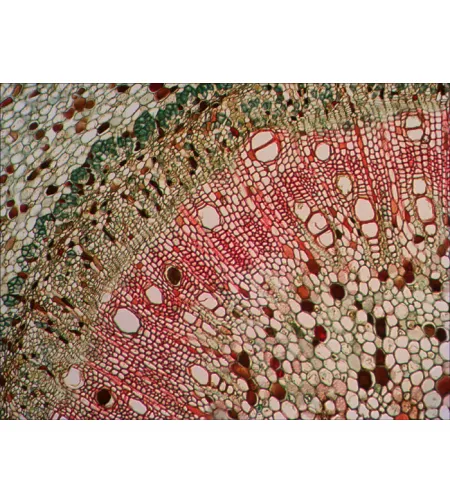 Skaidrių rinkinys Levenhuk N80 NG "See it all"