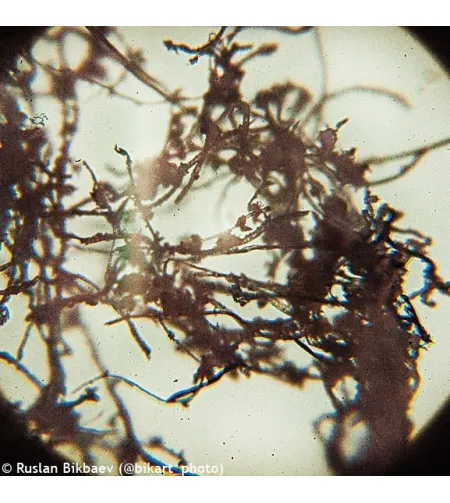 Mикроскоп Levenhuk Rainbow 50L PLUS Amethyst 64x–1280x с экспериментальным комплектом К50