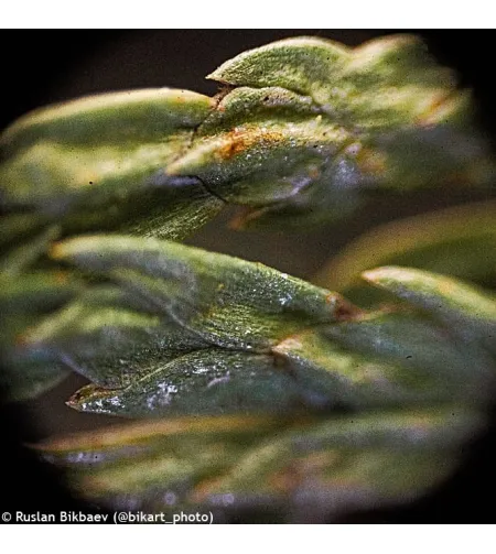 Mикроскоп Levenhuk Rainbow 50L PLUS Azure 64x–1280x с экспериментальным комплектом К50