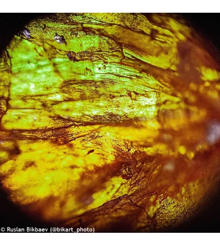 Mikroskopas Levenhuk Rainbow 50L PLUS Orange 64x–1280x su eksperimentiniu rinkiniu K50