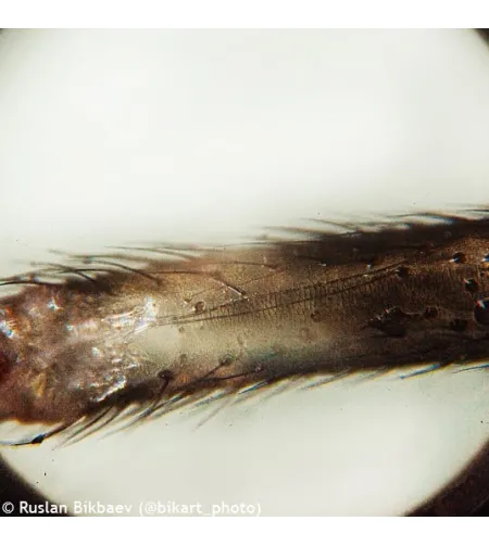 Levenhuk D50L PLUS 2.5M Mikroskops ar digitālo kameru Baltā Krāsā