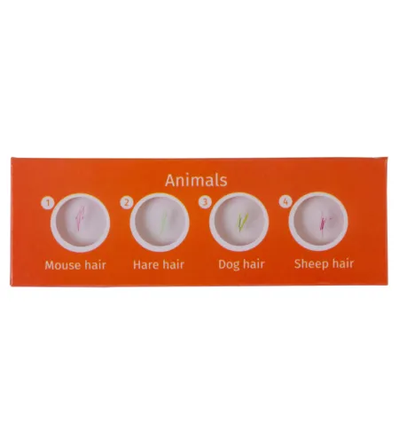 Prepared Slides Set Levenhuk LabZZ C12 Creatures