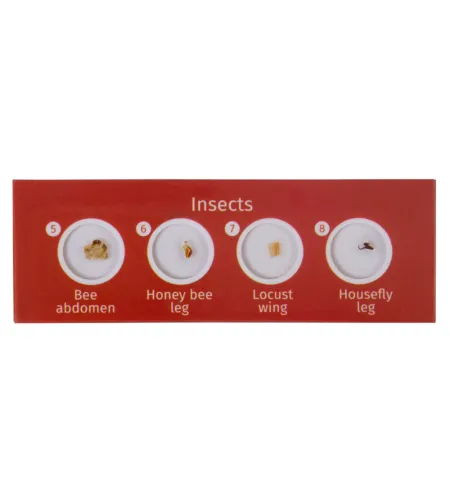 Prepared Slides Set Levenhuk LabZZ C12 Creatures