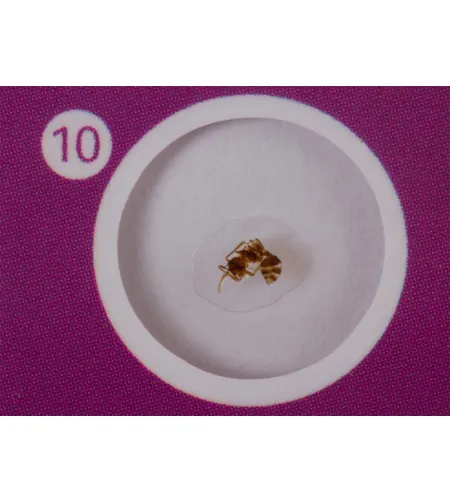 Prepared Slides Set Levenhuk LabZZ C12 Creatures