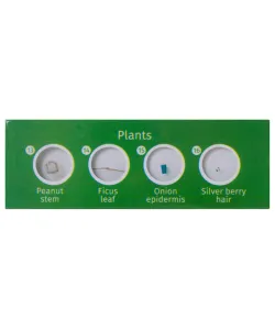 Levenhuk LabZZ P12 Plants Prepared Slides Set