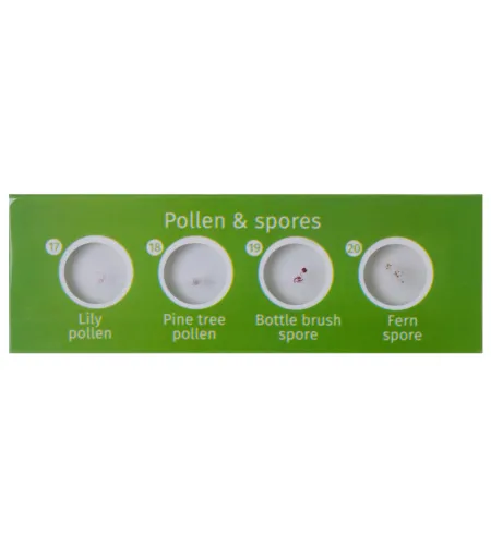 Paruoštas skaidrių rinkinys Levenhuk LabZZ P12 Augalai