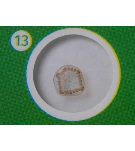 Paruoštas skaidrių rinkinys Levenhuk LabZZ P12 Augalai