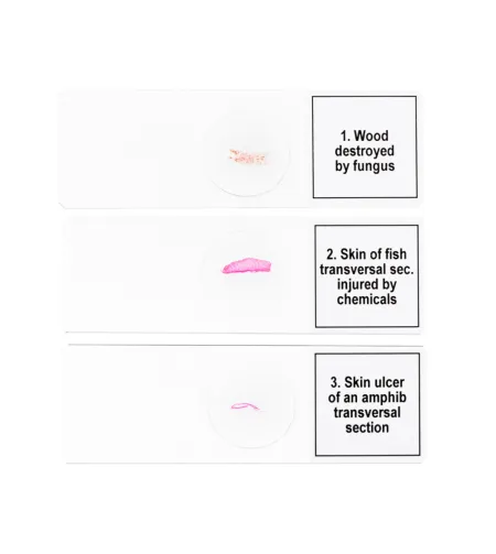 Discovery Prof Specimens DPS 5. &ldquo;Mutations&rdquo;