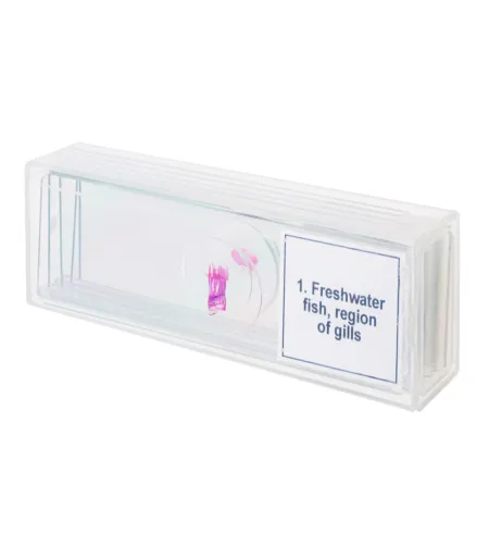 Discovery Prof Specimens DPS 5. &ldquo;Amphibia&rdquo;