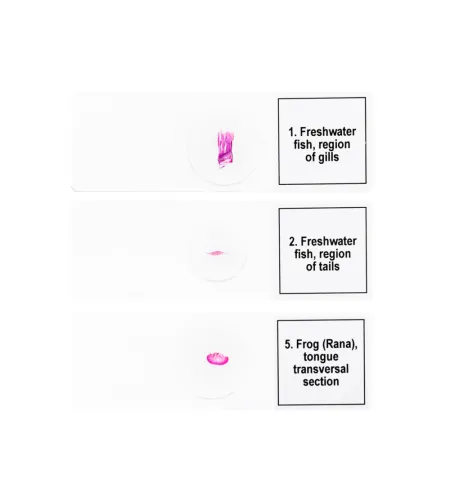 Discovery Prof Specimens DPS 5. &ldquo;Amphibia&rdquo;