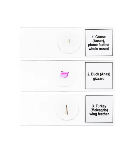 Discovery Prof DPS 5. Putnu slaidu komplekts