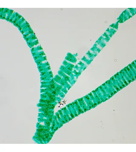 MAGUS Bio 250B Biological Microscope