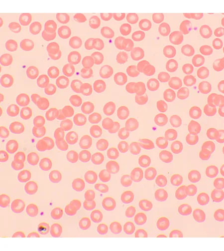 MAGUS Bio 250BL biologinis mikroskopas