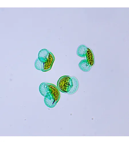 MAGUS Bio 250BL biologinis mikroskopas