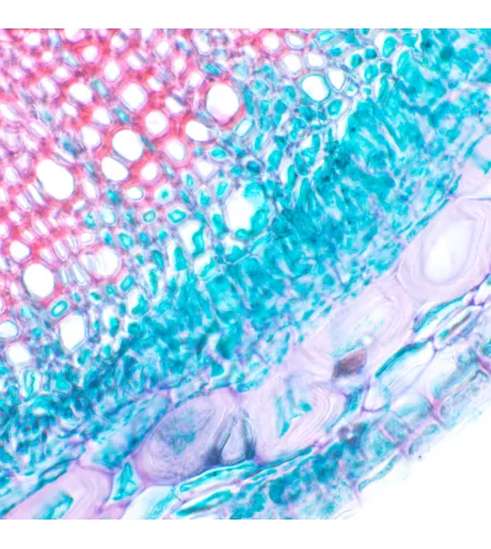 MAGUS Bio 230T biologinis mikroskopas