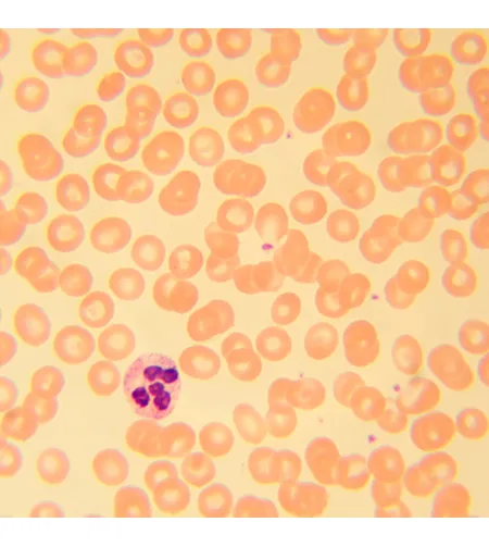 MAGUS Bio 230T biologinis mikroskopas