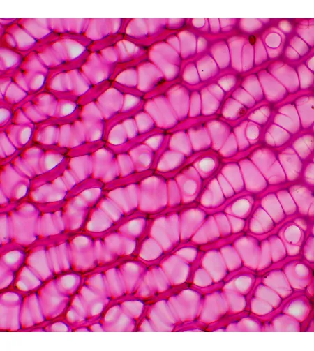 MAGUS Bio 230TL biologinis mikroskopas