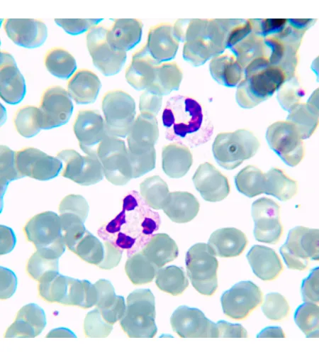 MAGUS Bio 230TL biologinis mikroskopas