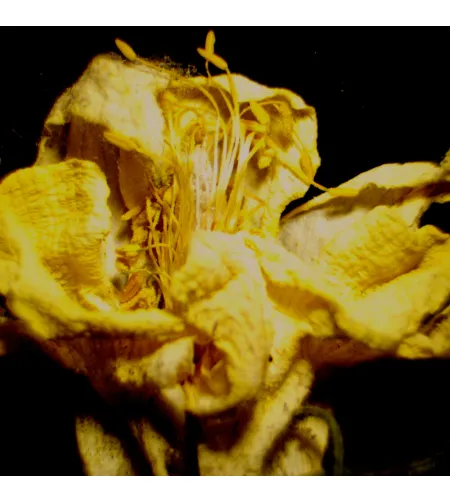 MAGUS Stereo 9T stereoskopinis mikroskopas