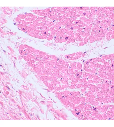 Biologinis skaitmeninis mikroskopas MAGUS Bio D230TL