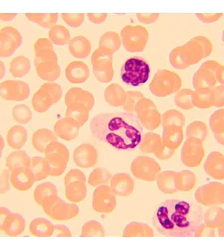 Биологический цифровой микроскоп MAGUS Bio D250T с ЖК-дисплеем