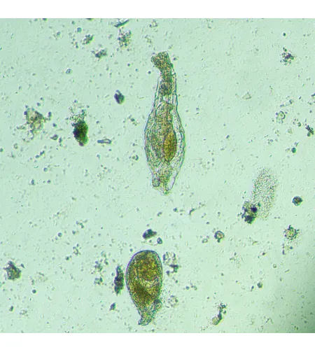 MAGUS Bio VD300 Biological Inverted Digital Microscope