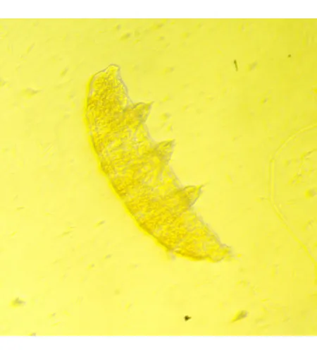 MAGUS Bio VD350 Biological Inverted Digital Microscope