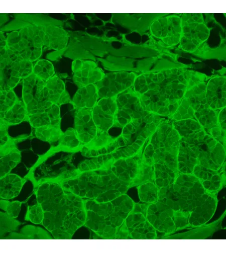 MAGUS Lum VD500L fluorescences apgrieztais digitālais mikroskops