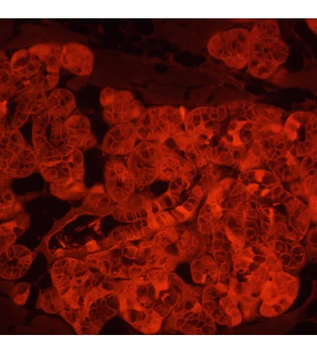 MAGUS Lum VD500L fluorescences apgrieztais digitālais mikroskops