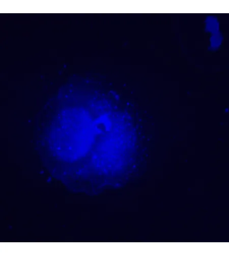 MAGUS Lum VD500L fluorescences apgrieztais digitālais mikroskops